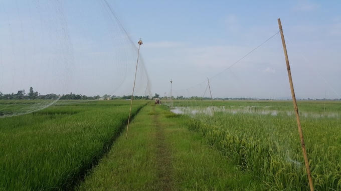 Những tấm lưới bẫy chim trải dài vô tận.
