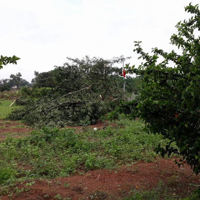Nhiều cây cối bị đổ rạp.