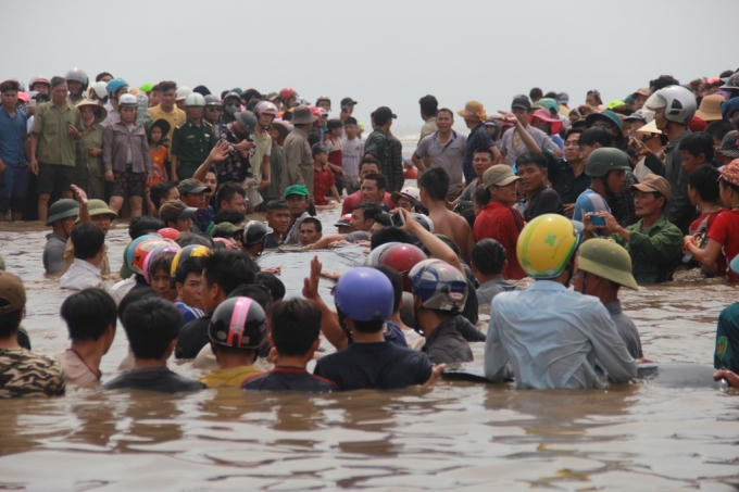 Không ngại dầm mình trong nước, người dân vừa tham gia cứu cá voi, vừa để thỏa trí tò mò.