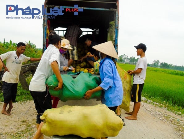 Dưa vừa thu hoạch dưới ruộng lên, tư thương đã đánh cả ô tô vào thu mua.