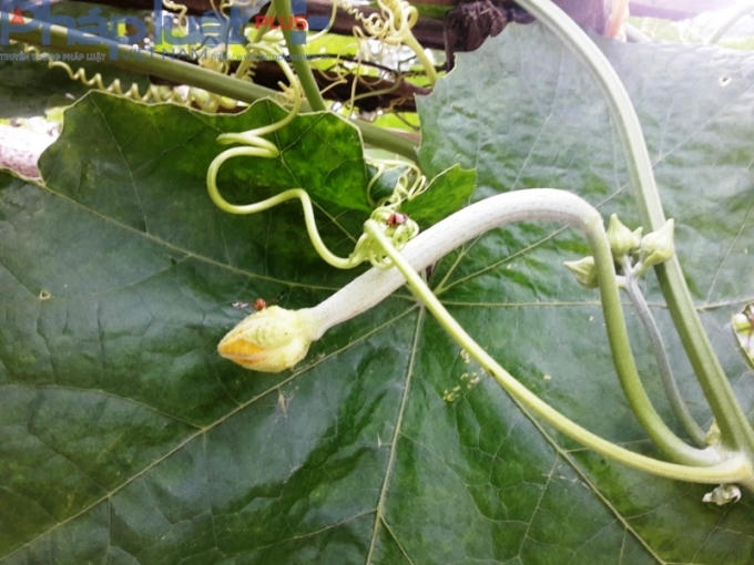 Mướp là loài cây được trồng phổ biến trong khu đất này bởi tính chịu hạn và rất sai quả.