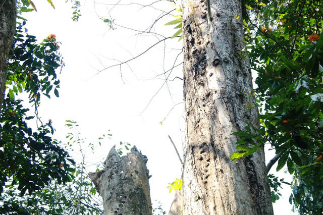 Một ngọn của thân chính bị gẫy,  thân bên cạnh tuy còn ngọn nhưng sự sống vô cùng yếu ớt, cành lá teo tóp mỏng manh  Cả hai thân chính của cây chò này vỏ bị khô, mối mọt ăn nhiều nơi, một thân thì bị gẫy ngọn, mục nát