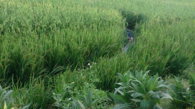 Khu vực phát hiện ra xác nam thanh niên.