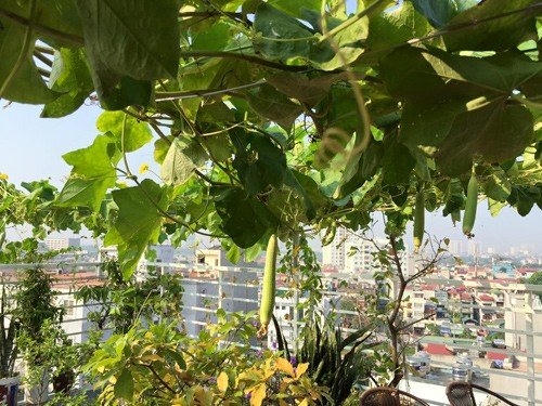 Giàn mướp đón nắng trên sân thượng