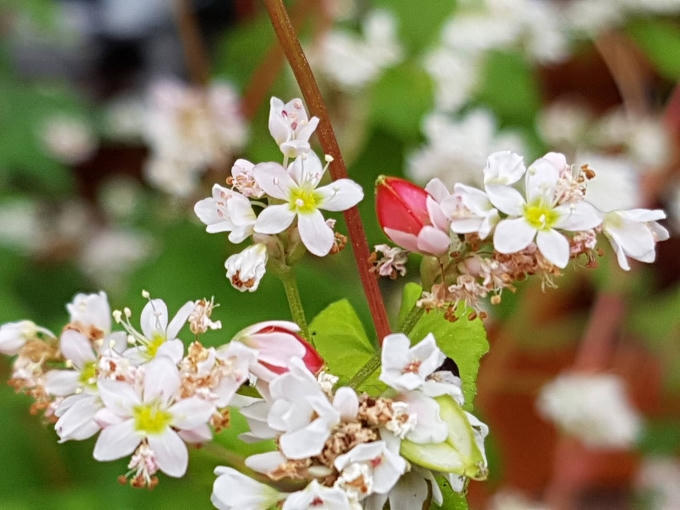 Vẻ đẹp thuần khiết, tinh khôi của hoa tam giác mạch vùng cao nguyên đá.