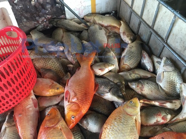 Hàng trăm con cá chép nặng tới 3-4 kg bị chết.