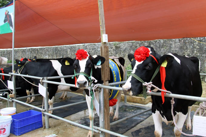 Cuộc thi hoa hậu độc nhất vô nhị ở Việt Nam