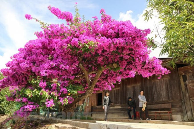 Rất nhiều du khách đã đến đây để chiêm ngưỡng cây hoa giấy này.