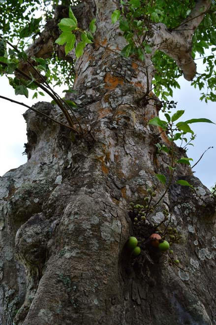 Những c&acirc;y cổ thụ trăm tuổi ở S&oacute;c Trăng