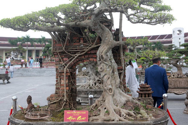 Cây sanh này có dáng trực, bộ rễ bám chặt vào chiếc cổng làng. Thân cây có những điểm xù xì, lồi lõm để tạo sự già cỗi, phong trần. Cây chỉ có một thân chính duy nhất để tạo sự vững chãi, chắc chắn giữa phong ba bão táp. Chủ nhân của cây còn tạo giếng nước, mái đình ngay cạnh cổng làng và cây sanh này