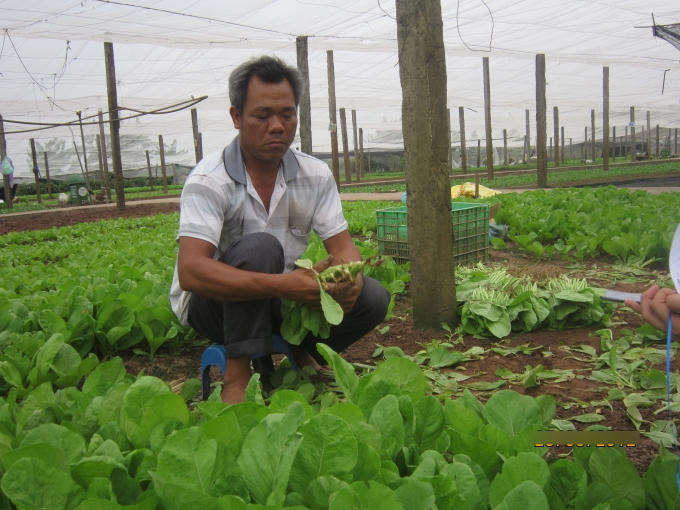 Nông dân thu hoạch cũng phải đúng theo quy trình từ khâu hái rau cho đên khâu đóng gói.