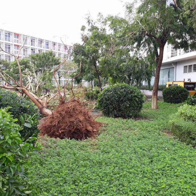 Cây xanh bị bật gốc.