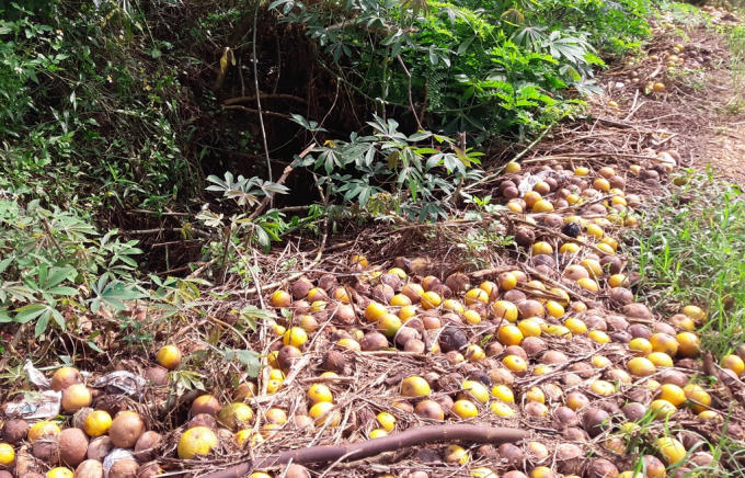 Cam bị cuốn chất đầy các mương thoát nước.