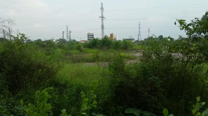 Hàng ngìn mét vuông đất biến thành khu đất bỏ hoang, cỏ mọc cao tới hàng mét...