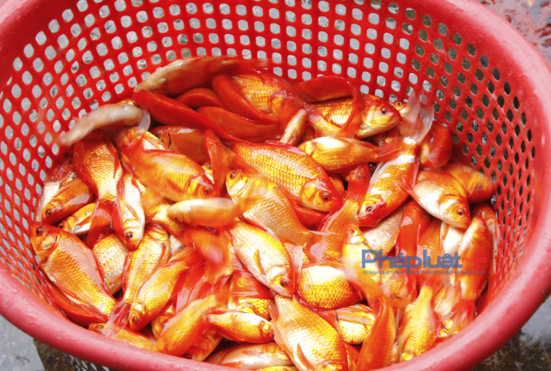 Đối với cá bán lẻ, trung bình cá chép cúng ông Công, ông Táo sẽ bán với giá 20.000-30.000 đồng/3 con.