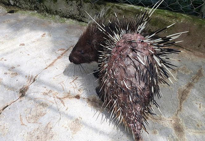 Con nhím bị rụng lông, ghẻ lở.