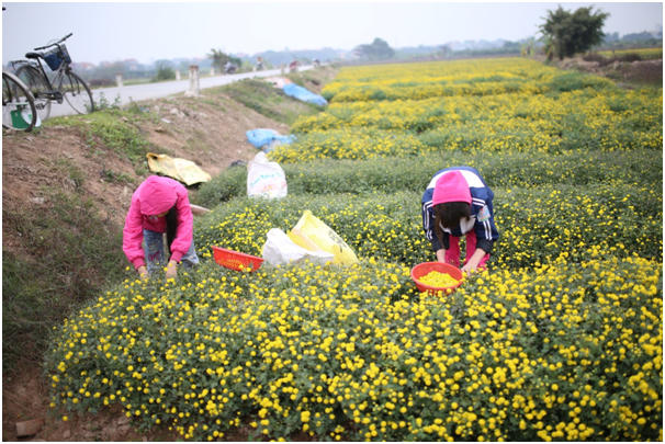 Nhiều bạn nhỏ tranh thủ lúc nghỉ học ra đồng thu hoạch hoa phụ giúp gia đình.