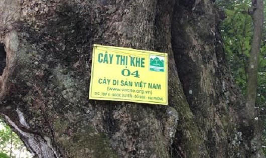 Việc phong cây di sản là thống nhất trên toàn quốc và do Hội Bảo vệ Thiên nhiên và Môi trường Việt Nam chủ trì, nhưng biển vinh danh cây di sản tại các địa phương cũng rất khác nhau.