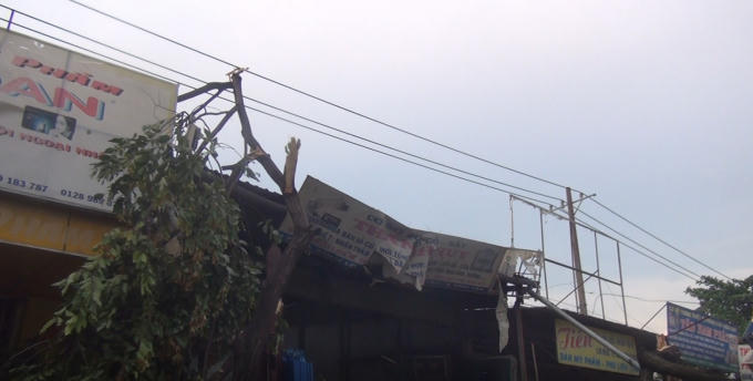 Nhiều cây do gió mạnh đã bị tét nhánh