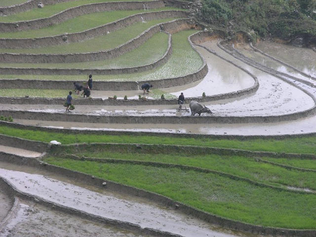 Trời nắng nóng của ngày đầu hè nhưng người dân vẫn hăng say làm việc tạo nên bức tranh đẹp trên cánh đống ruộng bậc thang Sa Pa. 