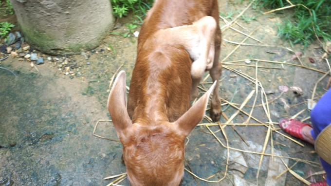 Nghệ An: H&agrave;ng trăm người k&eacute;o nhau đi xem con b&ecirc;... 7 ch&acirc;n