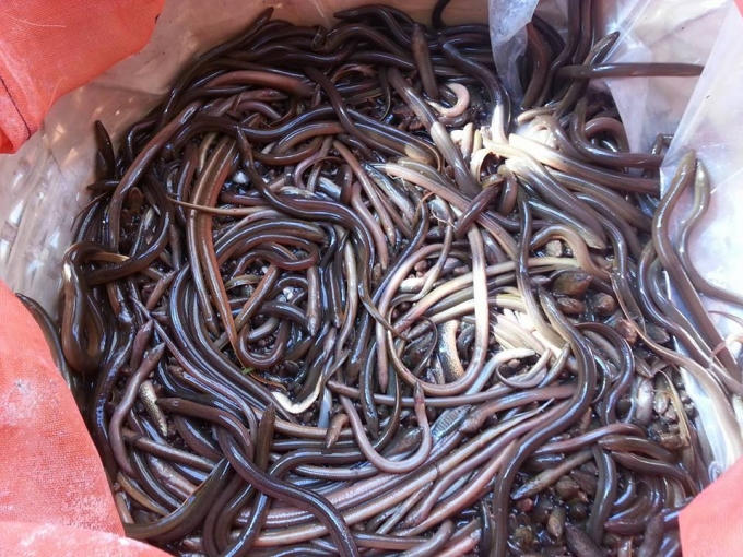 Hiện nay, việc nuôi lươn khá phổ biến vì nhu cầu cao, nhưng lươn đồng vẫn rất hút hàng.