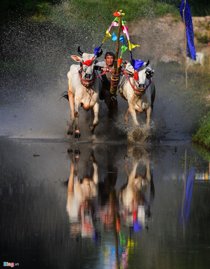 Hội đua bò Chùa Rô kết thúc với kết quả: Giải nhất thuộc về đôi bò của ông Lê Văn Mới, xã An Phú (trong ảnh). Anh Mới tuy trong vòng khởi động bị tai nạn do bò nha đạp nhưng kết thúc vẫn thành công. Giải nhì thuộc về đôi bò của ông Lê Phước Sang xã An Phú. Giải ba, đôi bò của ông Châu Quơn ở xã An Cư.