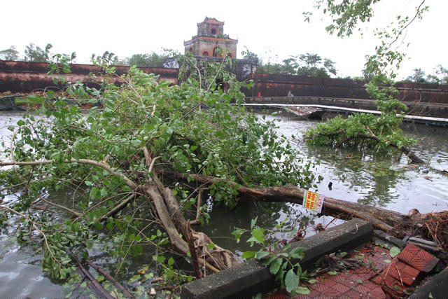 2 cây lớn đổ ập xuống Hộ Thành Hào ở cửa Thượng Tứ