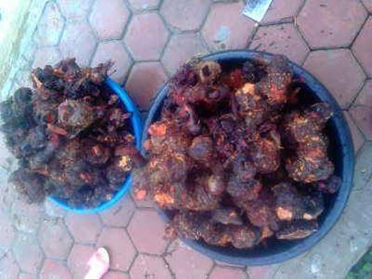 Một vị thuốc quý chữa sinh lý yếu ở nam giới của mẹ Lầu