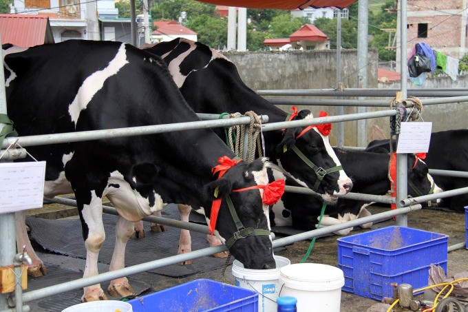 Cuộc thi hoa hậu độc nhất vô nhị ở Việt Nam