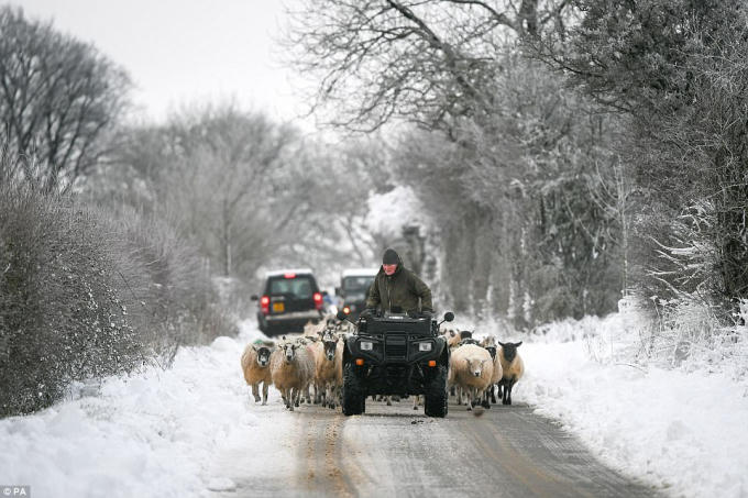 Những chú cừu được chuyển đến cánh đồng khác ở Cotswolds, Gloucestershire để tránh tuyết.