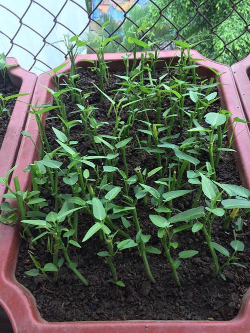 Rau muống được cấy trong chậu nhựa từ hốc rau có sẵn