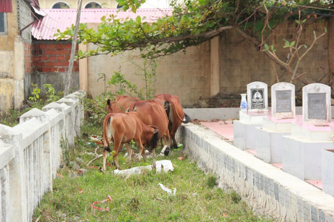 Bò tự nhiên đi lại bên các phần mộ liệt sỹ.