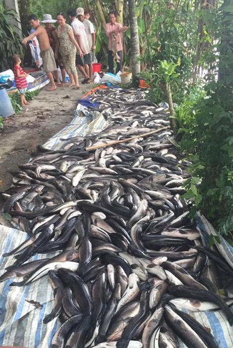 Cá lóc của anh Nguyễn Trường Du nuôi bị chết được vớt lên bờ.