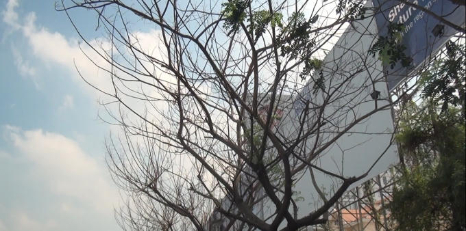 Cây chết khô ở vị trí trước biển quảng cáo trên đường Trường Sơn