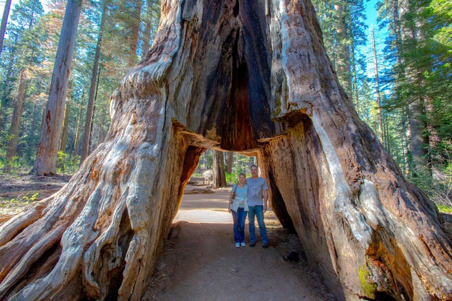 Pioneer Cabin là cây cù tùng nổi tiếng ở Công viên Calaveras Big Trees (California, Mỹ). Gần gốc cây có một hốc lớn, được khoét vào thập niên 1880. Tuy nhiên, vào năm 2017, cây này đã bị đổ do điều kiện thời tiết khắc nghiệt của mùa đông (Ảnh: The New York Times).
