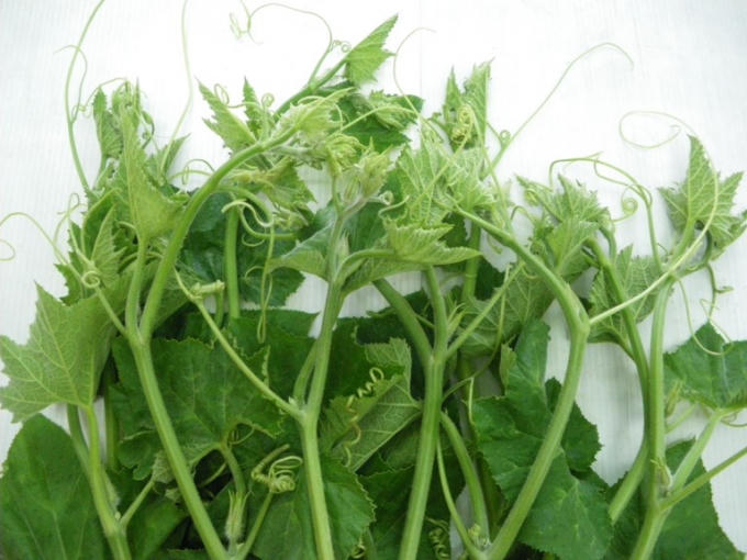 Để rau bí vươn dài bắt mắt, người trồng thường bón thật nhiều đạm và phun thuốc kích.