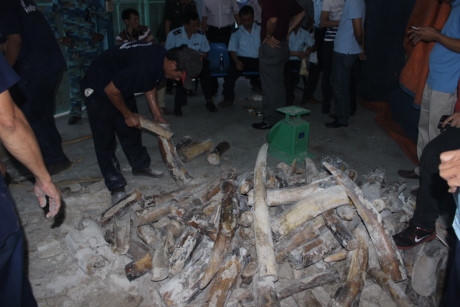 Một lượng ngà voi lớn đã được kiểm đếm