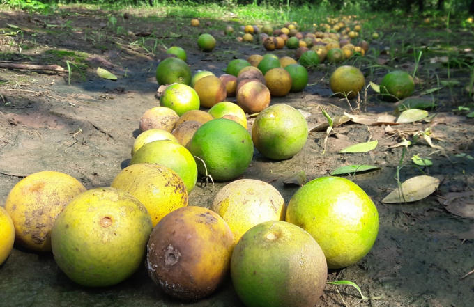 Lượng cam rụng rất lớn, nhiều vườn gần như mất trắng.