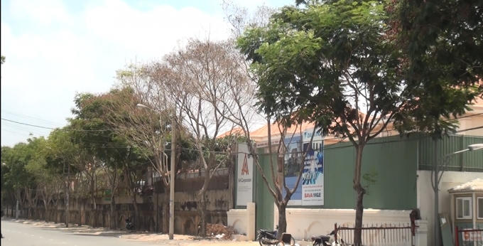 Chỉ có 4 cây chết, các cây khác cùng hàng vẫn xanh tươi. Ảnh chụp trên đường Nguyễn Văn Hưởng.