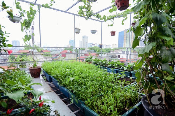 M&ecirc; mẩn với khu vườn xanh mướt gần 100m&sup2; tr&ecirc;n s&acirc;n thượng ở Ba Đ&igrave;nh, H&agrave; Nội