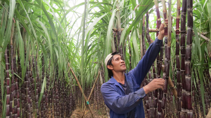 Chính phủ Thái Lan khá mạnh tay khi khuyến khích nông dân chuyển đổi cây trồng từ lúa gạo sang trồng mía.