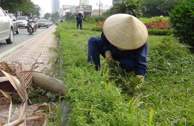 Cỏ dại, cây hoa mọc tốt um tùm khiến công nhân làm việc khá vất vả.