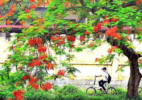 hoa phuong do ruc mua di hoc