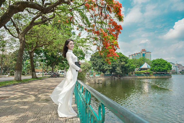 Hồ Trúc Bạch (Hà Nội) mùa này có những cây phượng nở hoa đỏ rực, rủ xuống mặt nước như mời gọi du khách ghé thăm. Đây cũng là địa điểm đẹp được các nữ sinh chọn làm bối cảnh chụp ảnh áo dài trắng.
