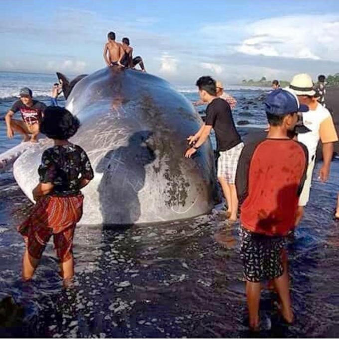 Đua nhau trèo lên xác cá voi khổng lồ để chụp ảnh ở Indonesia.