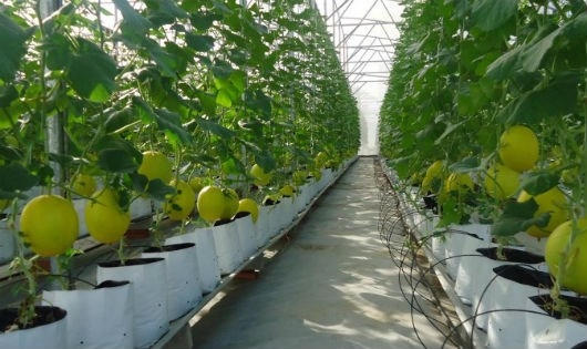 Nhật Bản đầu tư vào nông nghiệp Việt Nam mang theo công nghệ sản xuất tiên tiến.