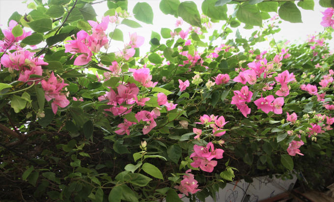 Bông hoa giấy thật sự nhỏ, mỗi cái gắn vào một lá bắc, hình ống phồng ở phần giữa. Hoa giấy đẹp nhờ lá bắc, lá bắc của cây bông giấy có nhiều màu, phổ biến nhất là màu tím ngoài ra còn có các màu đỏ, màu vàng, màu cam, màu trắng. Cây hoa giấy cho quả bế tròn, hạt màu nâu hung bóng.