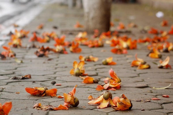 Nồng n&agrave;n hoa gạo th&aacute;ng 3