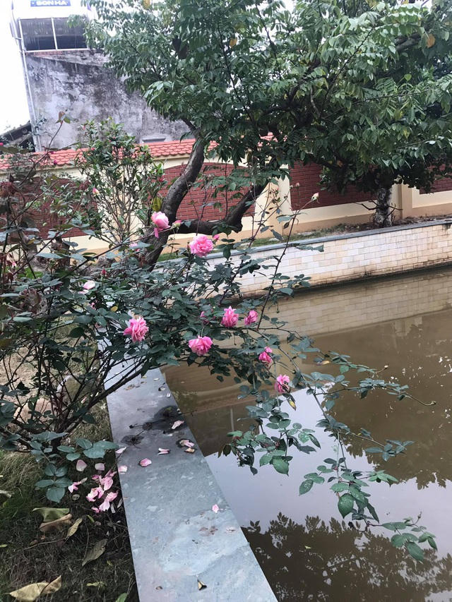 Khu vườn ngập tràn các loài cây cối, hoa lá khoe sắc quanh năm
